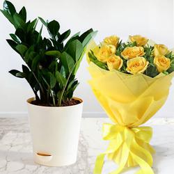 Special Combo of Zamia Indoor Plant N Yellow Roses Arrangement to Kanjikode