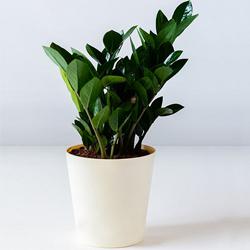 Blooming Gift of Zamia Houseplant in a Plastic Pot to Cooch Behar