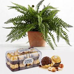 Impressive Gift of Ferrero Rocher Chocolate Box with Air Purifier Live Plant to Cooch Behar