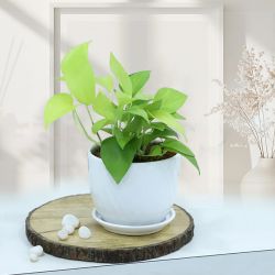 Splendid Golden Money Plant Gift