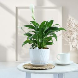 Fresh Peace Lily Plant Gift